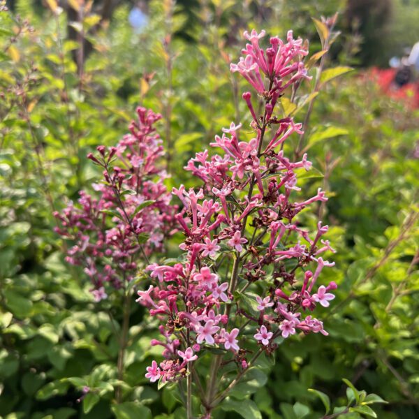 BLOOMERANG BALLET™ Syringa - Shrubs