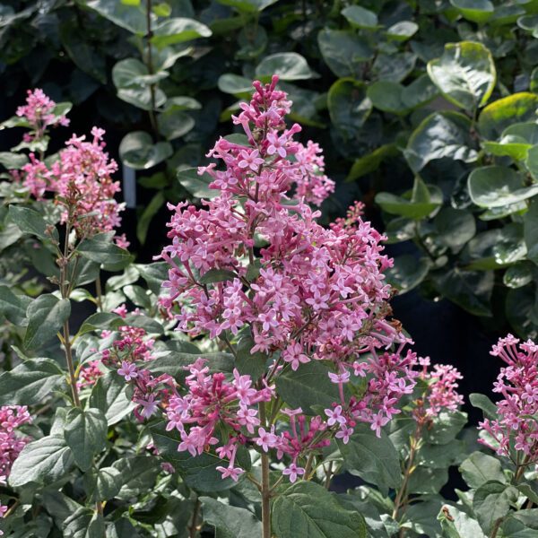 BLOOMERANG BALLET™ Syringa - Shrubs