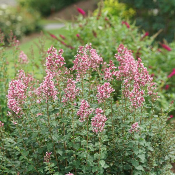 BLOOMERANG BALLET™ Syringa - Shrubs