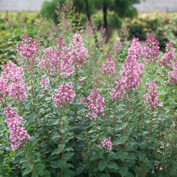 BLOOMERANG BALLET™ Syringa - Shrubs