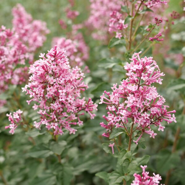 BLOOMERANG BALLET™ Syringa - Shrubs