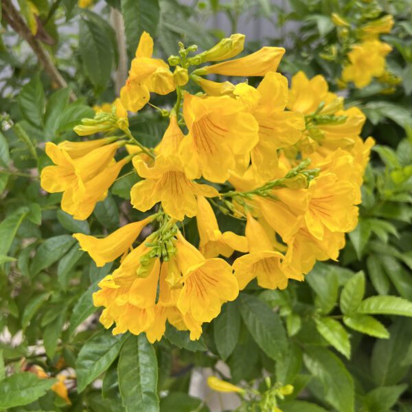 CHICKLET® Gold Tecoma - Shrubs