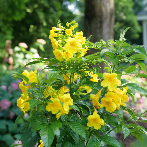 CHICKLET® Gold Tecoma - Shrubs