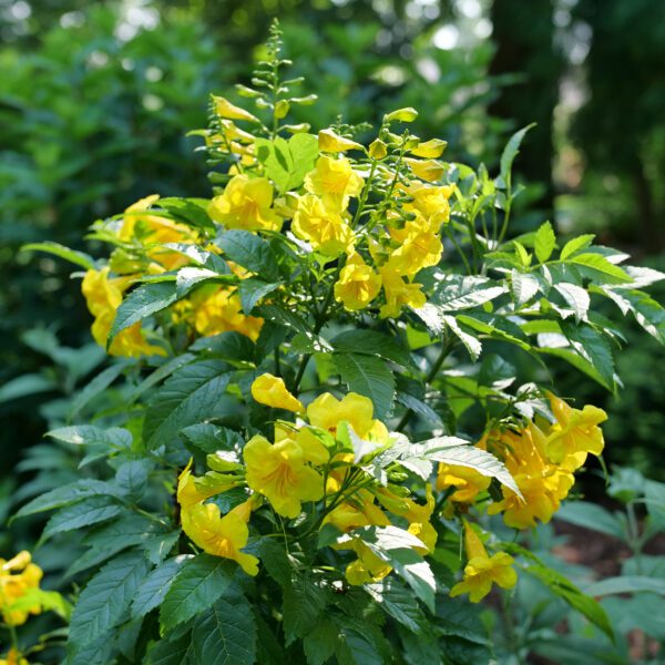 CHICKLET® Gold Tecoma - Shrubs