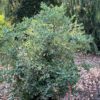 SPLENDID!™ Blue Vaccinium - Edibles