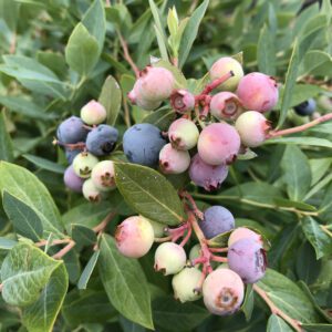 SPLENDID!™ Blue Vaccinium - Edibles