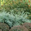 SPLENDID!™ Blue Vaccinium - Edibles