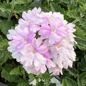 SUPERBENA® Pink Cashmere™ Verbena - Annuals