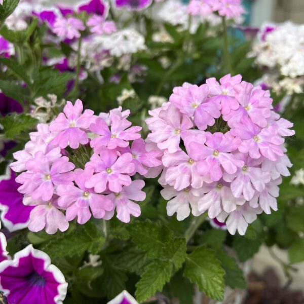 SUPERBENA® Pink Cashmere™ Verbena - Annuals