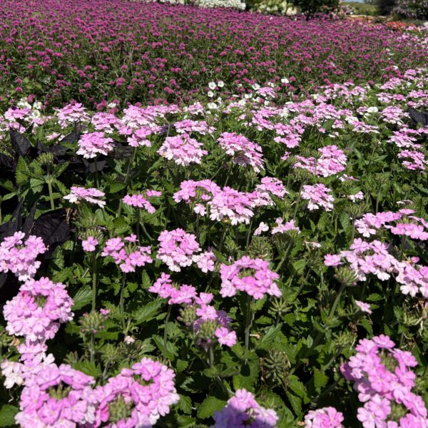 SUPERBENA® Pink Cashmere™ Verbena - Annuals