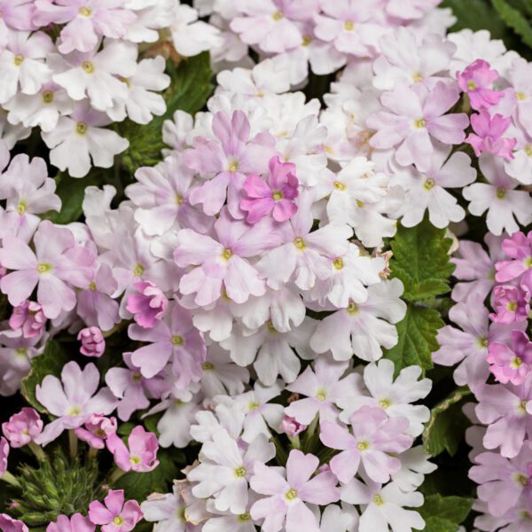 SUPERBENA® Pink Cashmere™ Verbena - Annuals