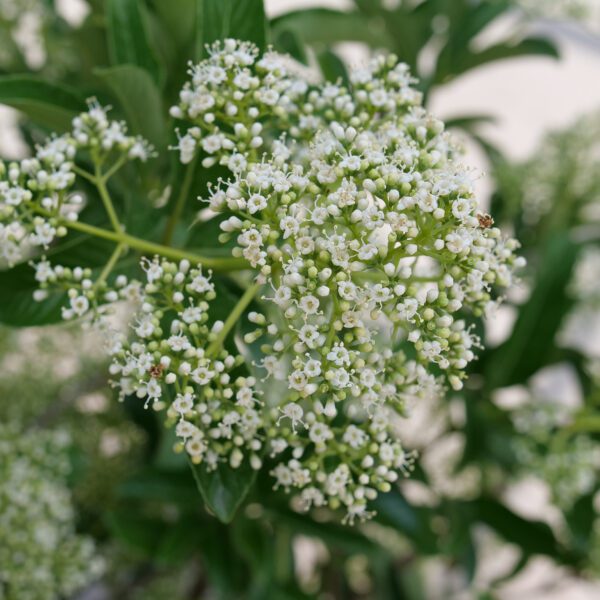 YARDLINE™ Viburnum - Shrubs