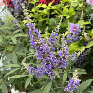 ROCK STEADY™ Vitex - Shrubs