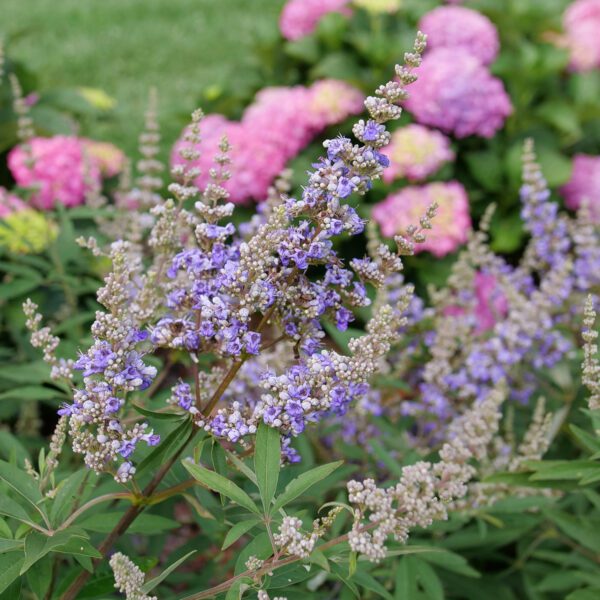 ROCK STEADY™ Vitex - Shrubs