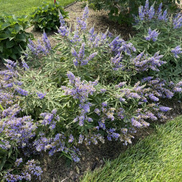 ROCK STEADY™ Vitex - Shrubs