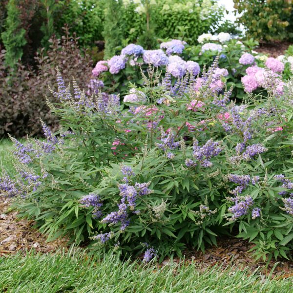 ROCK STEADY™ Vitex - Shrubs