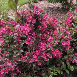 SONIC BLOOM PUNCH™ Weigela - Shrubs