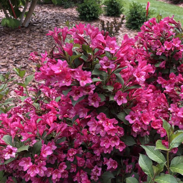 SONIC BLOOM PUNCH™ Weigela - Shrubs