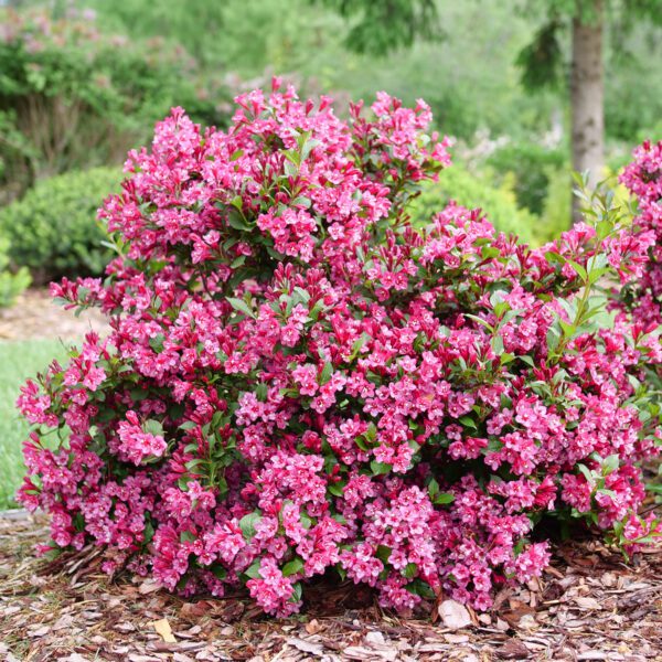 SONIC BLOOM PUNCH™ Weigela - Shrubs