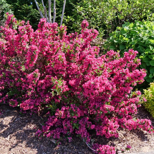 SONIC BLOOM PUNCH™ Weigela - Shrubs