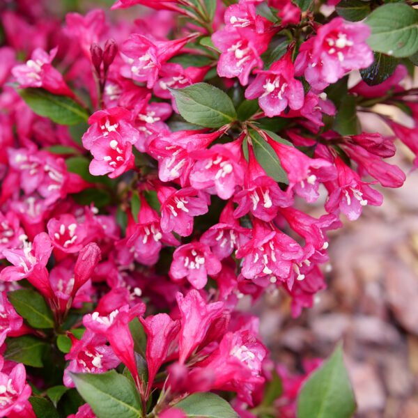 SONIC BLOOM PUNCH™ Weigela - Shrubs