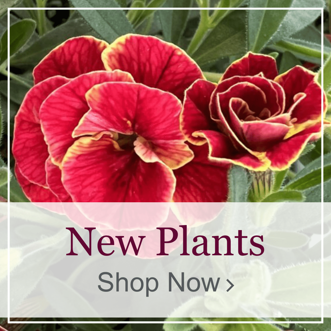 Best New Plants 2024 Garden Crossings