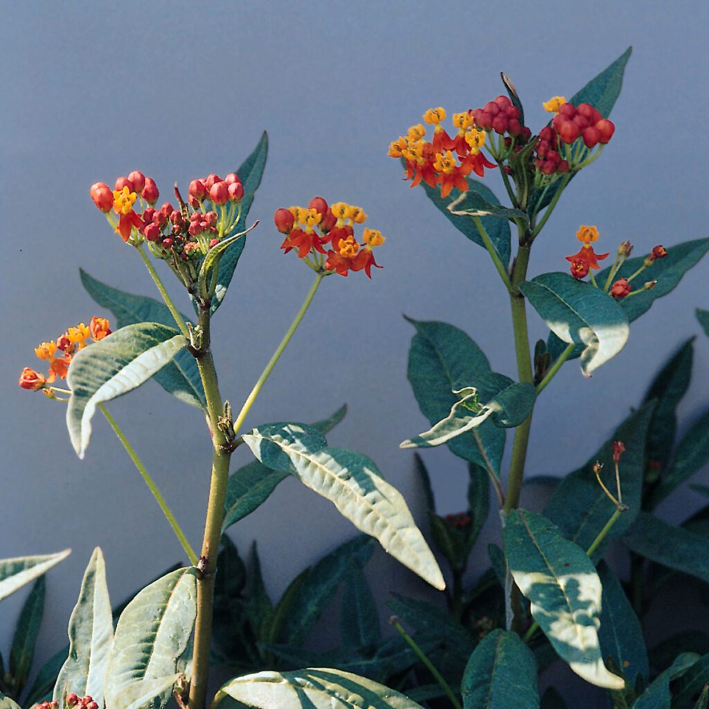Asclepias Red Butterfly - Milkweed - Perennials