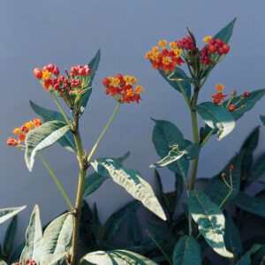 Asclepias Red Butterfly - Milkweed - Perennials