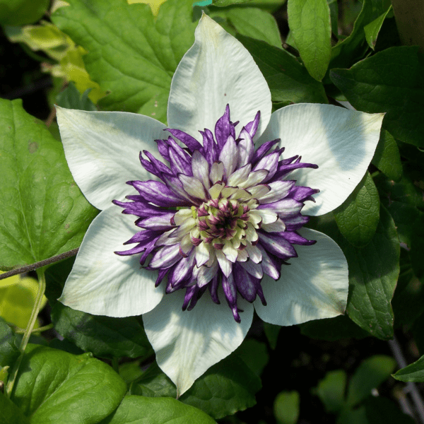 Clematis Florida Sieboldii - CLematis - Perennials