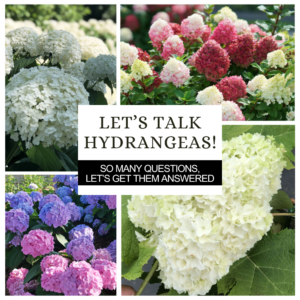 Lets Talk About Hydrangeas Seminar