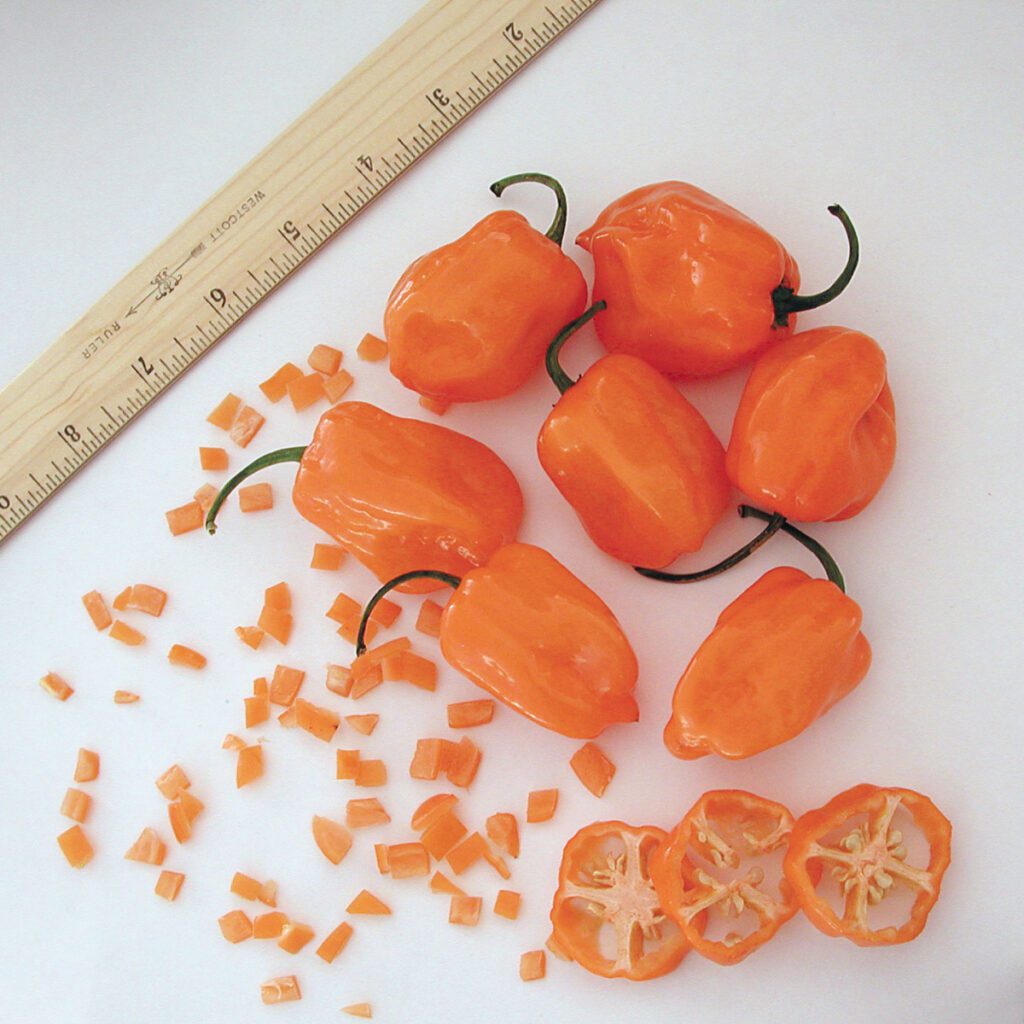 Pepper 'Habanero Orange' Garden Crossings