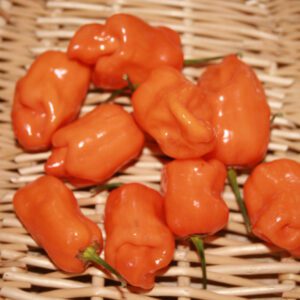 Pepper Habanero Orange- Pepper- Edibles