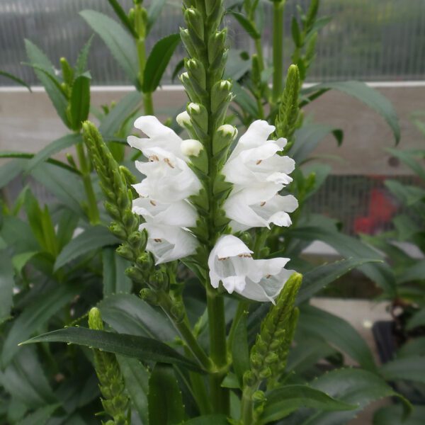 Physostegia 'Miss Manners - Obedient Plant - Perennials