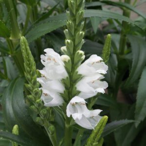 Physostegia 'Miss Manners - Obedient Plant - Perennials