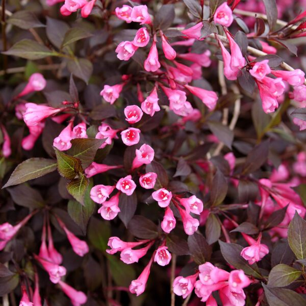 Weigela VERY FINE WINE®