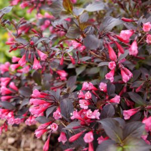 Weigela VERY FINE WINE®