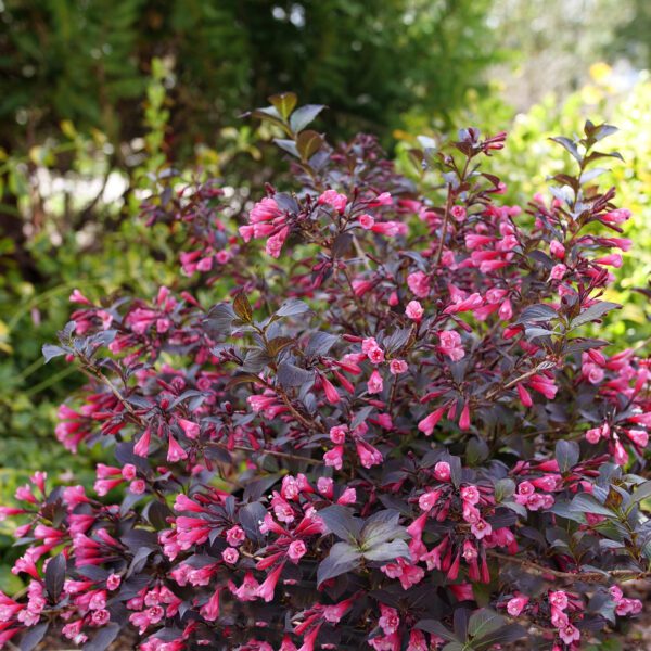 Weigela VERY FINE WINE®