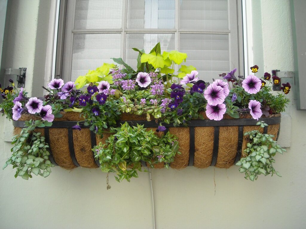 Window Box Gardening