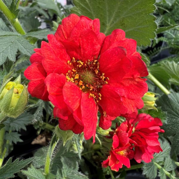 Geum ‘Blazing Sunset'