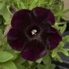 Petunia Starlet Velvet