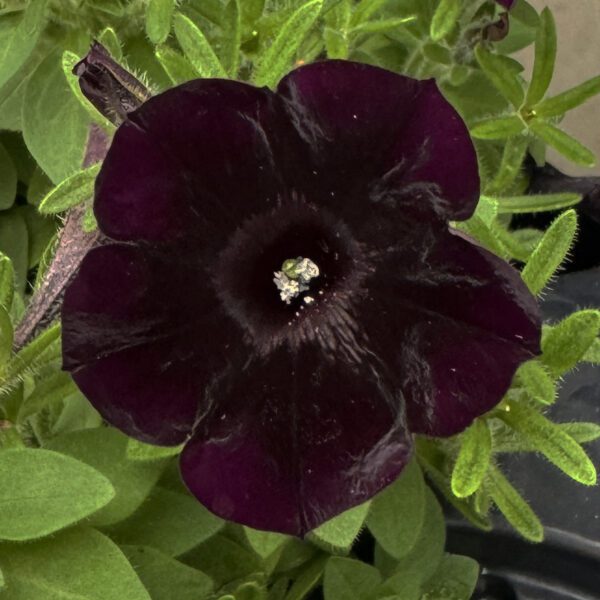 Petunia Starlet Velvet