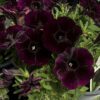 Petunia Starlet Velvet
