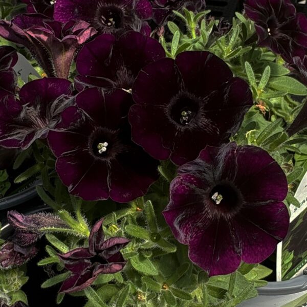 Petunia Starlet Velvet