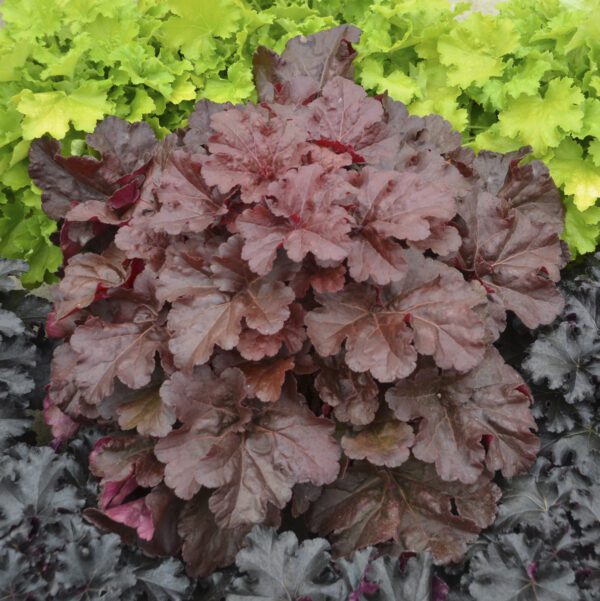 Heuchera Mahogany Monster