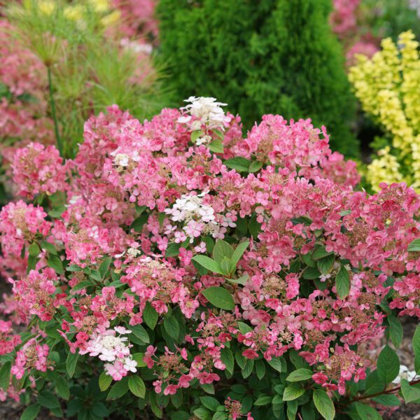 LITTLE QUICK FIRE® Hydrangea - Image 4