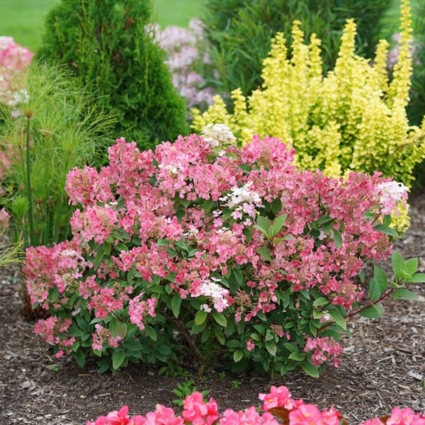 LITTLE QUICK FIRE® Hydrangea