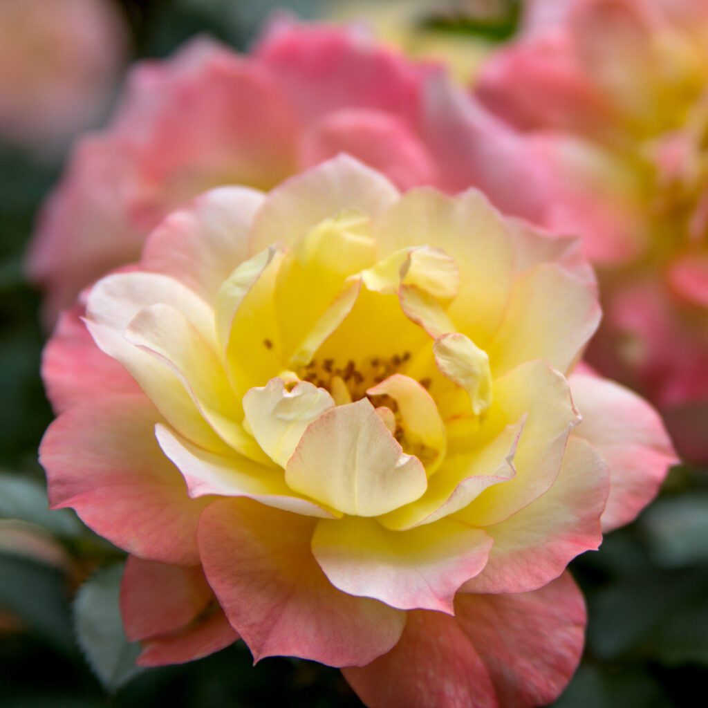 Osos Easy Italian Ice Rose