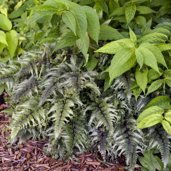 Athyrium Crested Surf Fern
