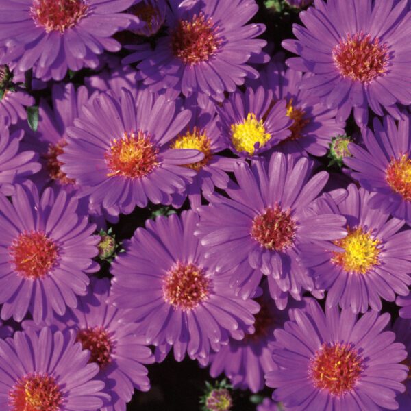 Aster Believer™ Purple