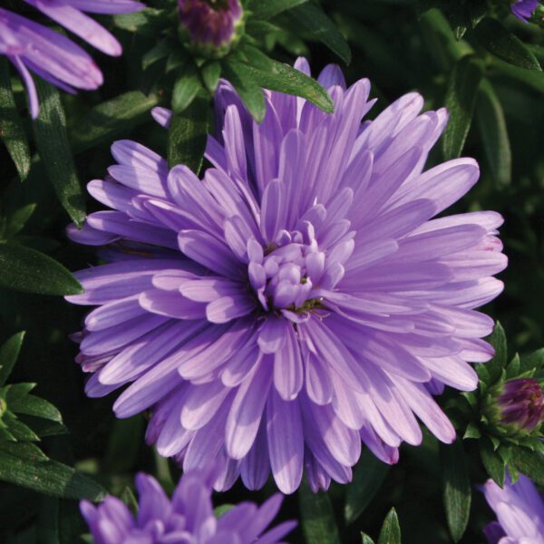 Aster 'Henry I Blue'